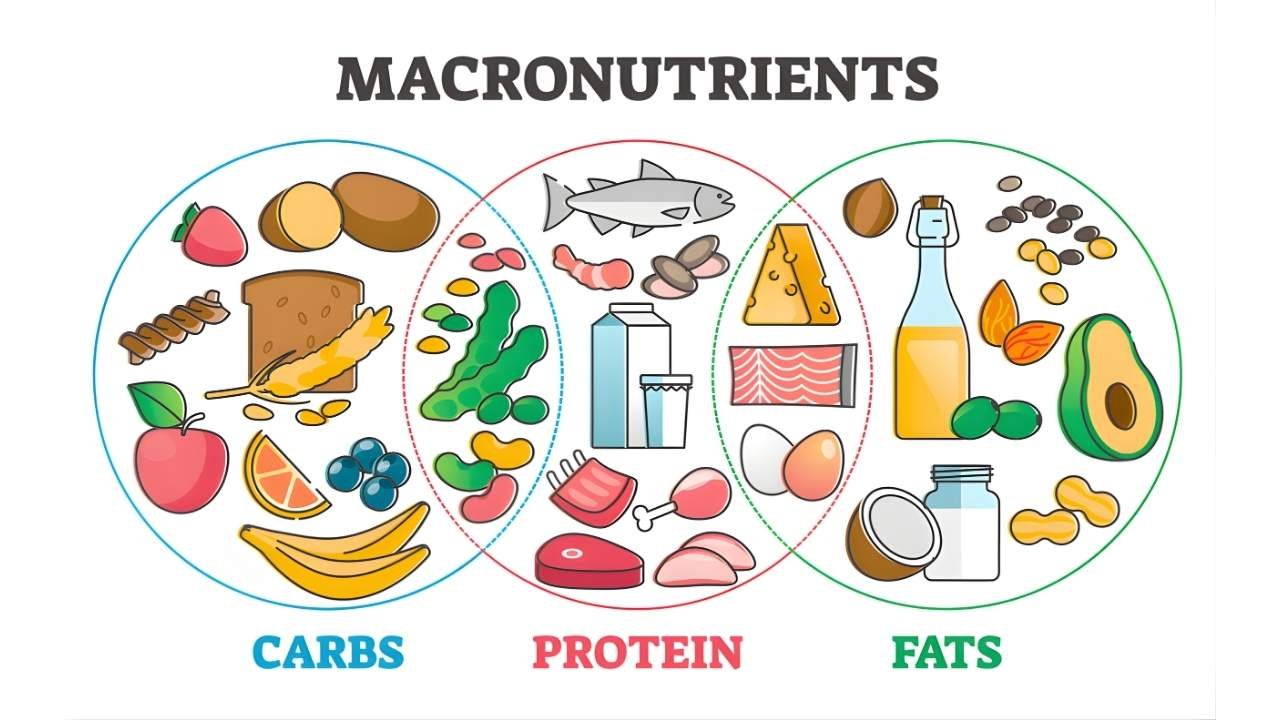 macronutrients